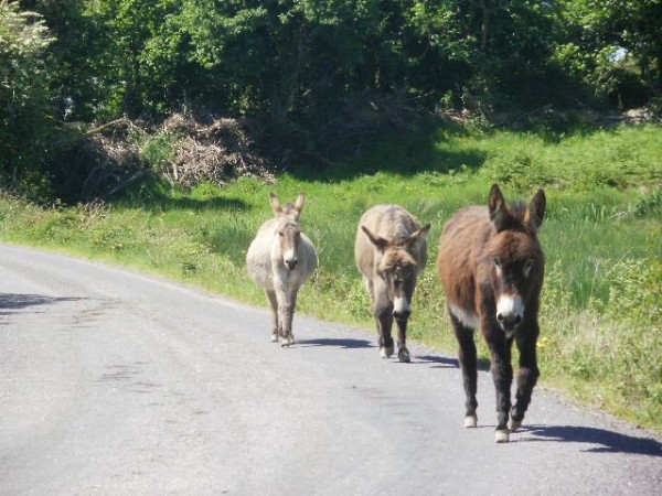 Whiddy Island Donkeys