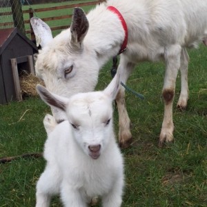 Goats at Pod Páirc