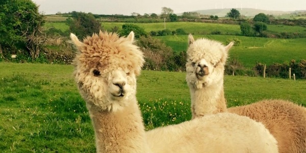 waterfall alpaca farm