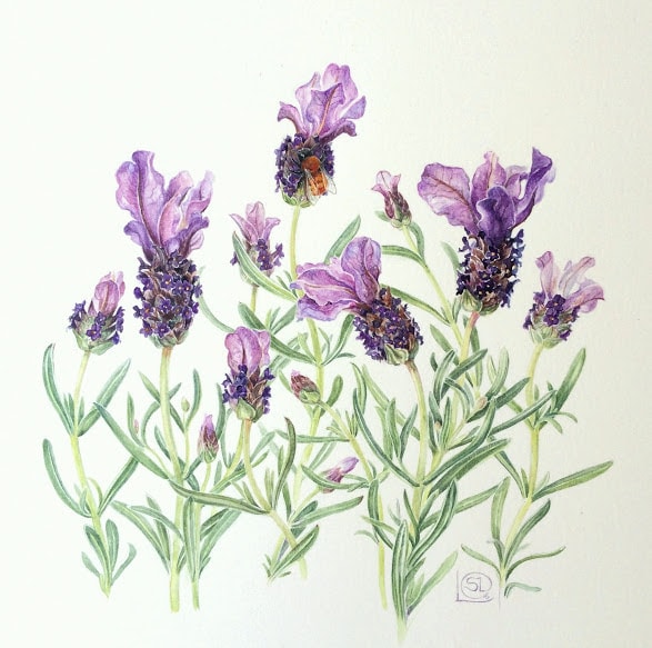 Botanical art drawing of lavender