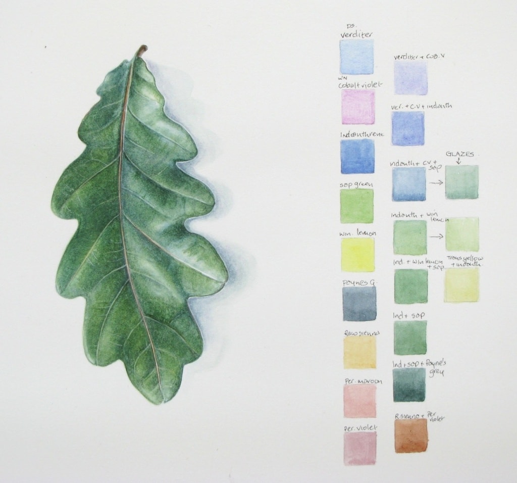 drawing or an oak leaf with a color pallette next to it