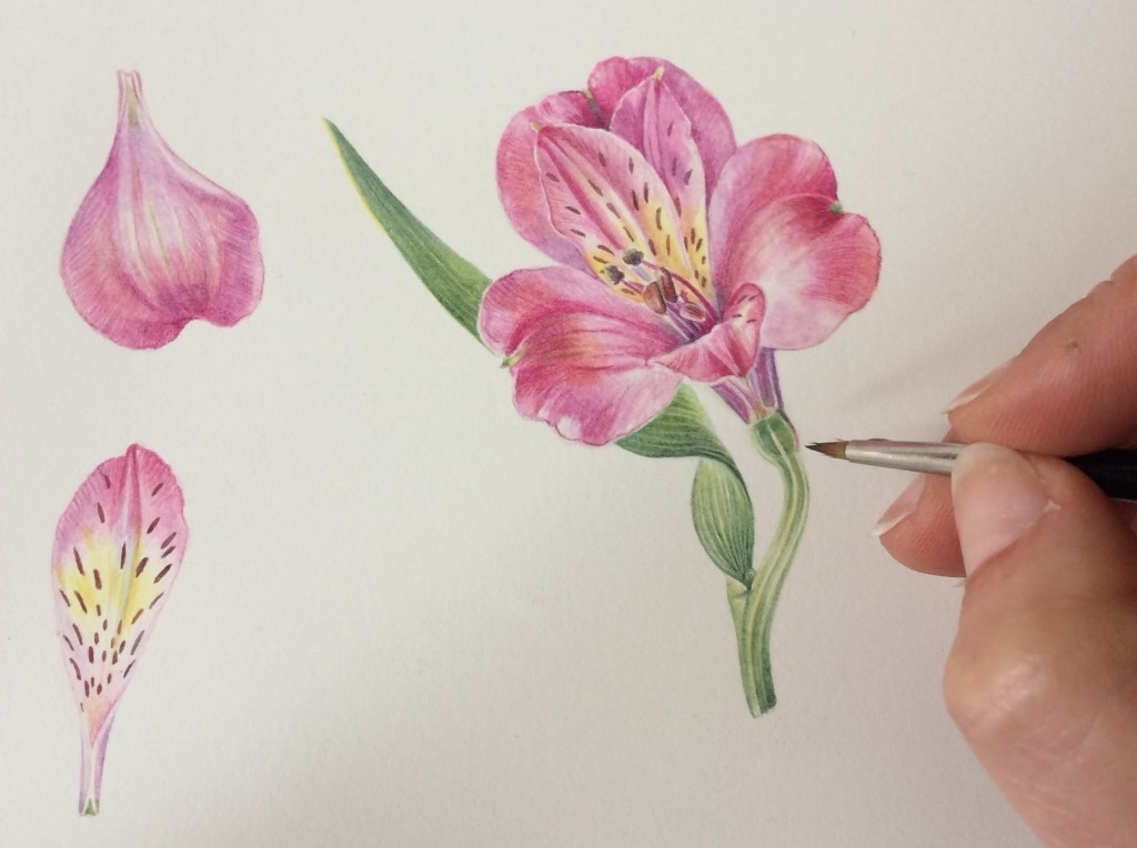 Watercolour flower art by Shevaun Doherty