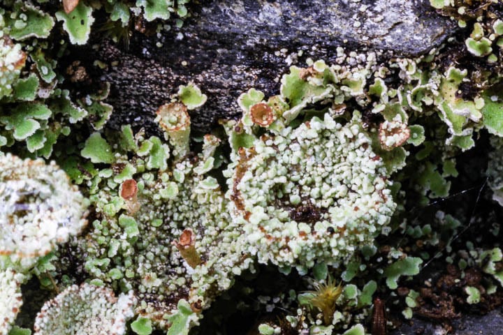 a closeup picture of lichens